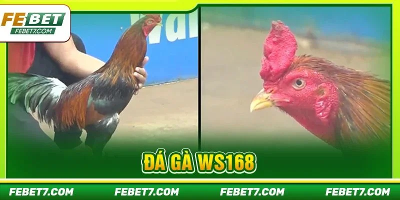 Đá Gà WS168 Tại FEBET: Đấu Trường Chiến Kê Đỉnh Cao Châu Á