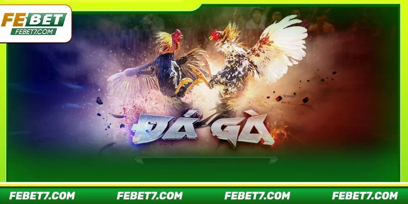Kèo chơi Đá gà WS168 được bet thủ say mê tham gia