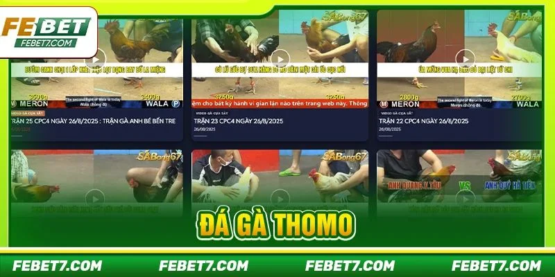 Đá Gà Thomo FEBET - Sân Chơi Gà Đá Đỉnh Cao, Kèo Ăn Đậm