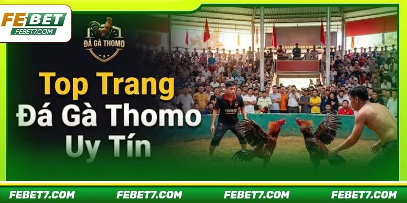 Thomo là sảnh đá gà sôi động hàng đầu tại FEBET